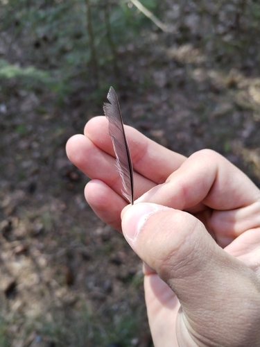 Plume de Mésange boréale