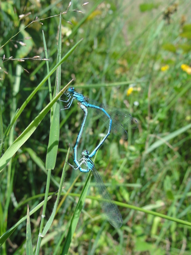 Azure damselfly