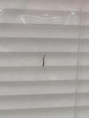 Brachypremna dispellens