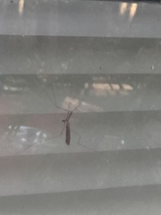 Brachypremna dispellens