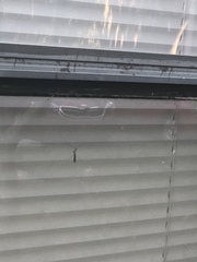 Brachypremna dispellens