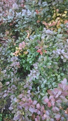 Magnoliopsida