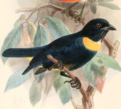 Golden-Chested Tanager photo 5