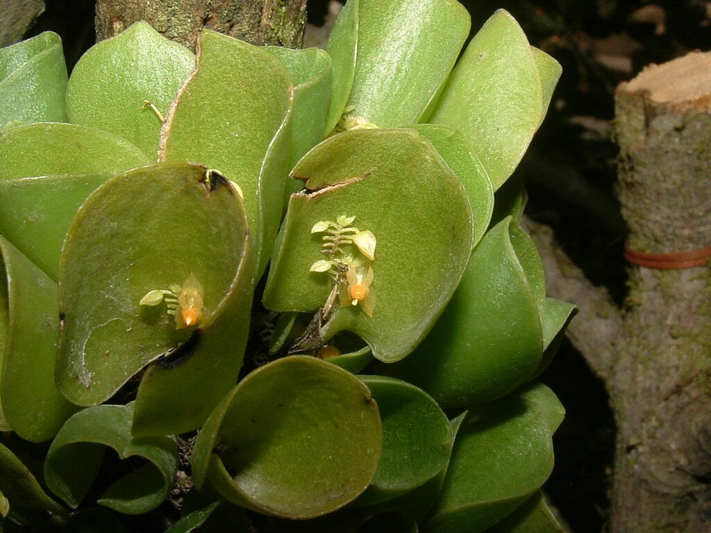 Lepanthes helleri