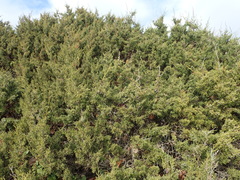 Juniperus phoenicea