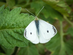 Pieris rapae rapae