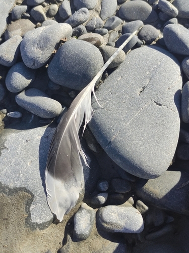 Plume de Goéland dominicain
