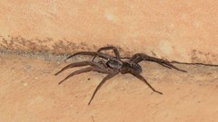 Xeropigo