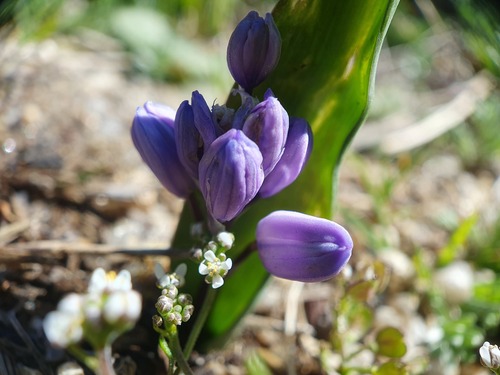 Scilla monophyllos