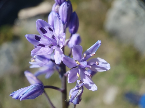 Scilla monophyllos