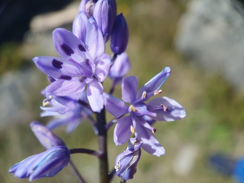 Scilla monophyllos