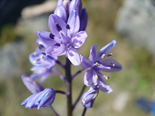Scilla monophyllos
