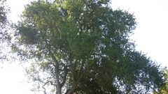 Cryptocarya alba