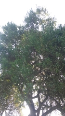 Cryptocarya alba