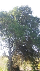 Cryptocarya alba