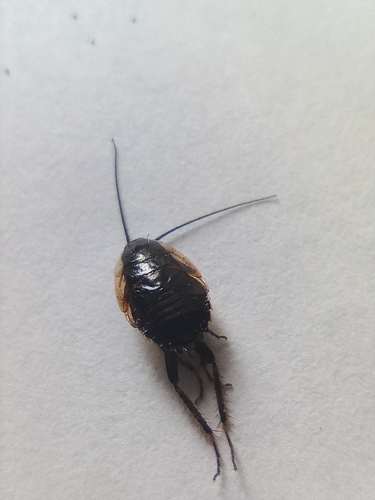 Ectobius sylvestris