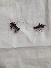 Callidiopis scutellaris