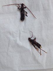 Callidiopis scutellaris