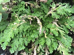 Selaginella lepidophylla