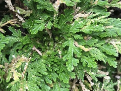 Selaginella lepidophylla