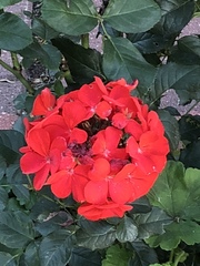 Magnoliopsida