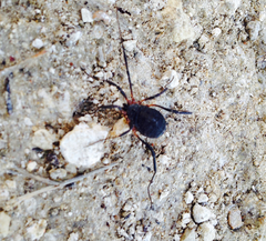 Eumesosoma