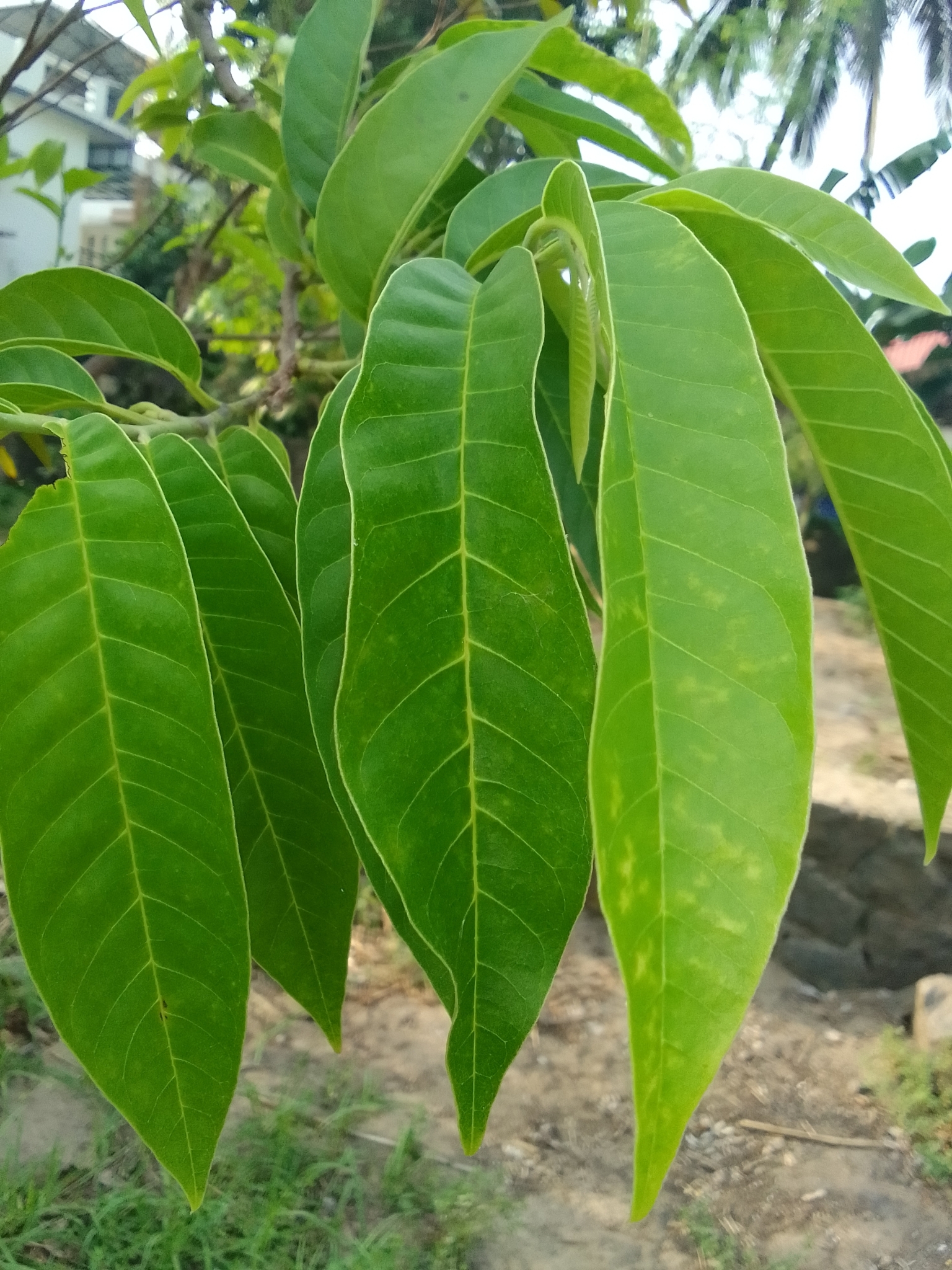 Annona squamosa L.