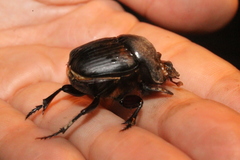 Coprophanaeus