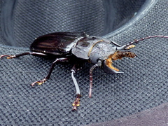 Mallodon chevrolatii