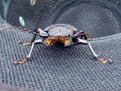 Mallodon chevrolatii