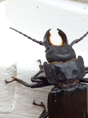 Mallodon chevrolatii