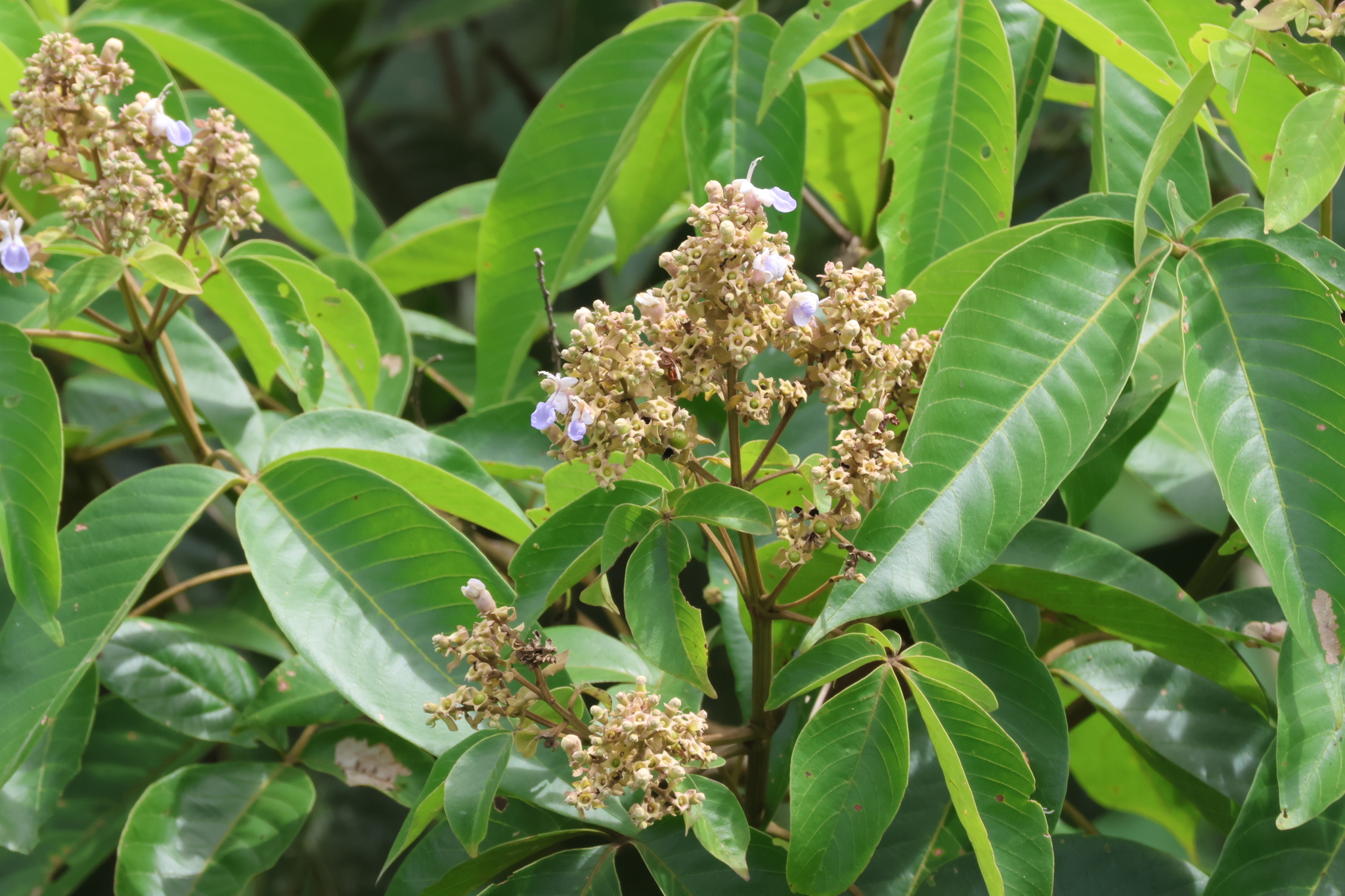 Vitex pinnata L.