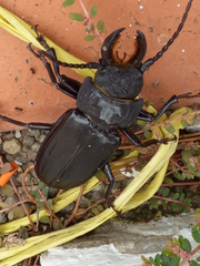 Mallodon chevrolatii