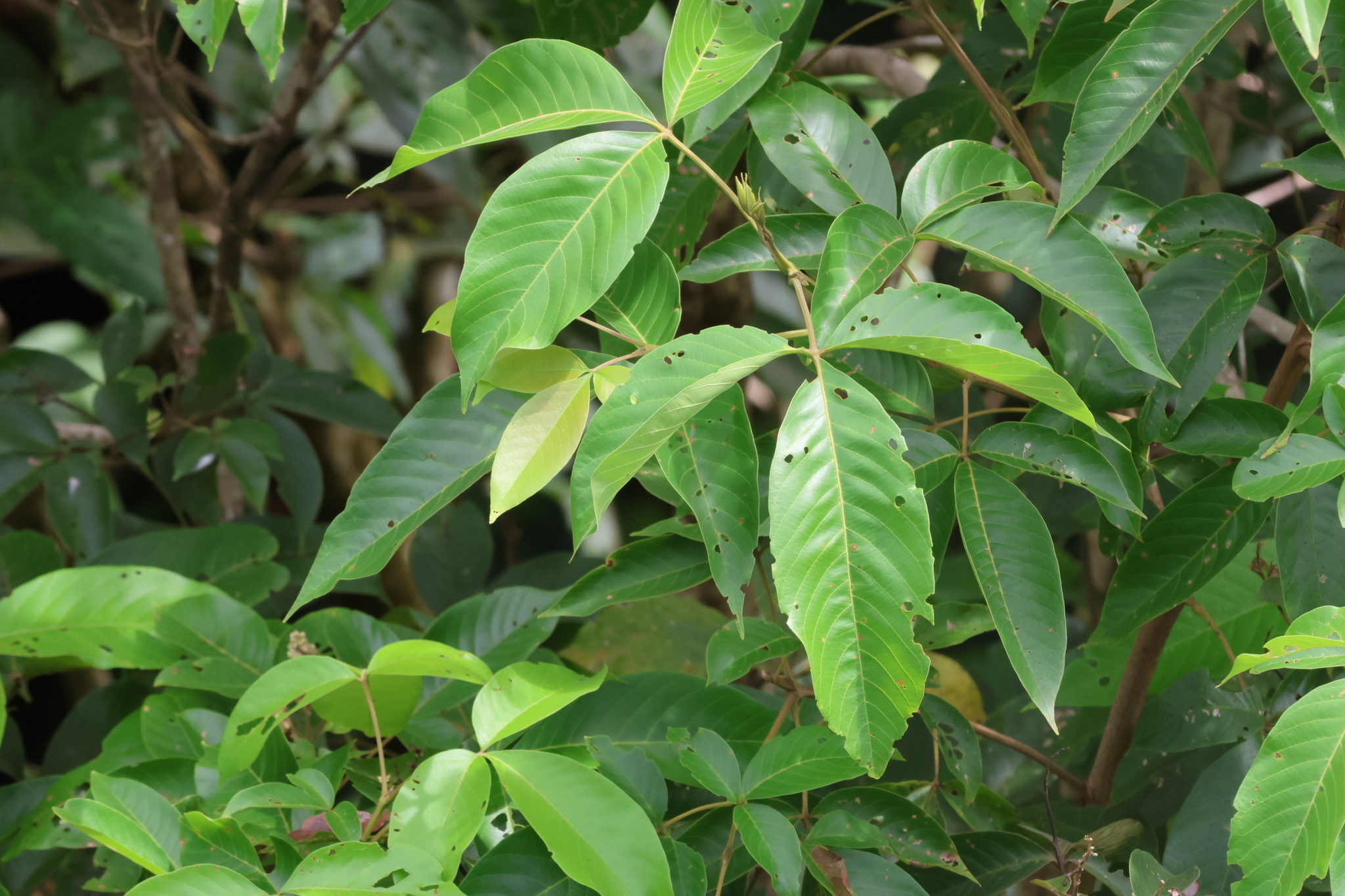 Vitex pinnata L.