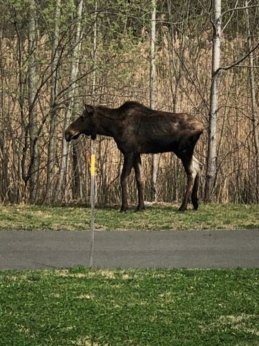 Moose photographed in Connecticut