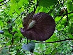 Aristolochia gorgona image