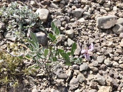 Nerisyrenia camporum