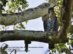 Spizaetus ornatus