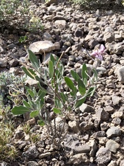 Nerisyrenia camporum