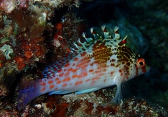 Cirrhitichthys falco