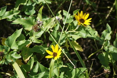 Helianthus debilis