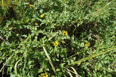 Helianthus debilis