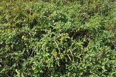 Helianthus debilis