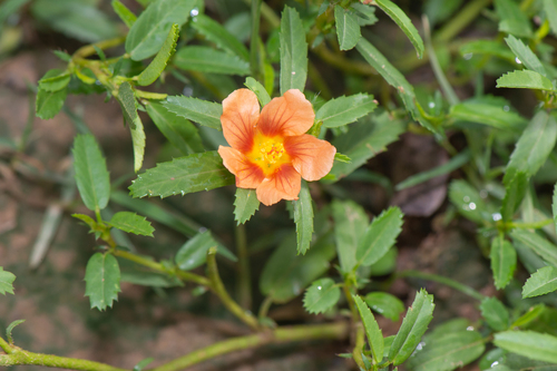 Sida ciliaris