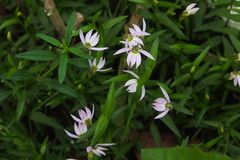 Lobelia chinensis