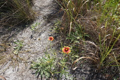 Gaillardia × grandiflora