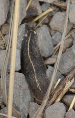 Veronicelloidea