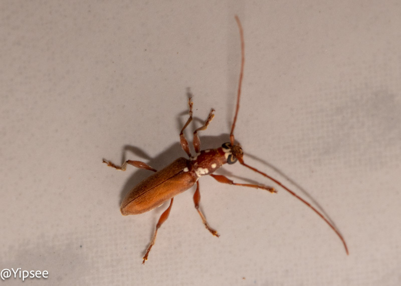 Ceresium yodai