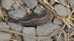 Veronicelloidea