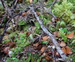 Corybas walliae